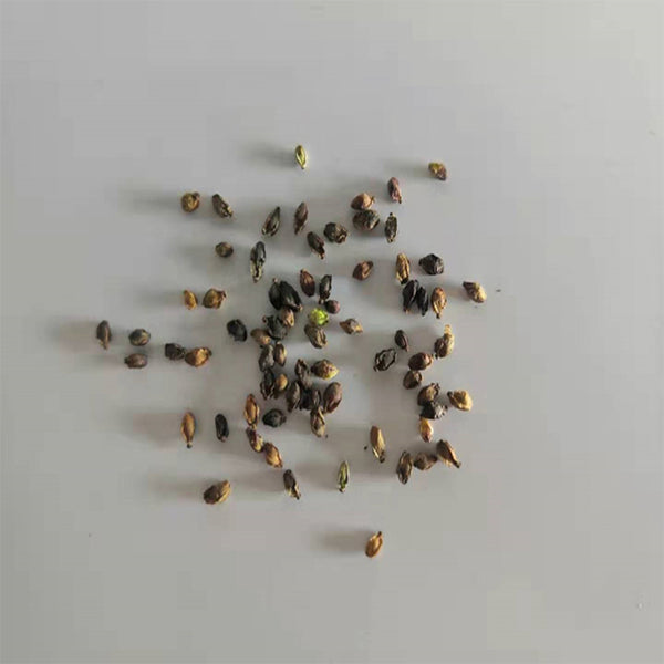 Great Burnet, 50 Seeds
