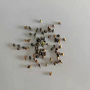 Great Burnet, 50 Seeds
