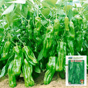 Crisp Thin-Skinned Chili Seeds, 1g