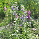 Blue Hyssop Herb, 10 Seeds
