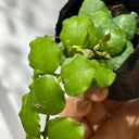 Hoya endauensis, 5 Cuttings