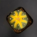 Astrophytum asterias Variegata, 3-4cm