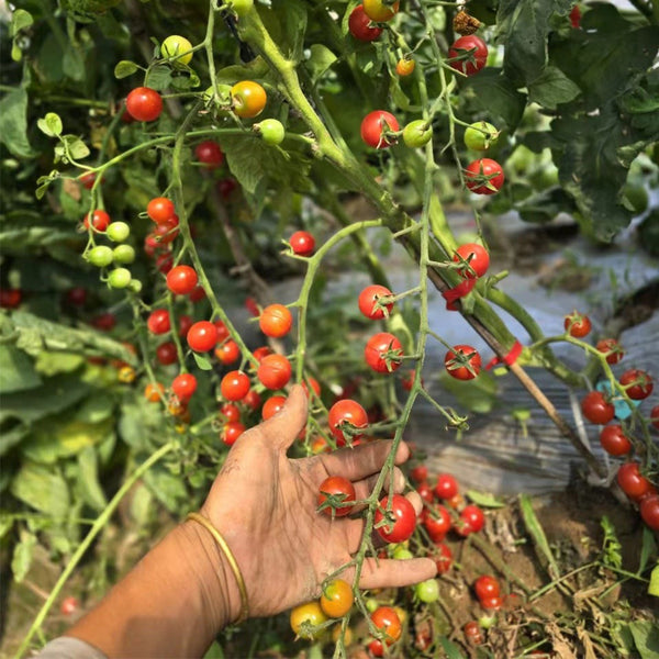 744 Lady Erin Sweet Pie Tomato, 5 Seeds