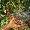 744 Lady Erin Sweet Pie Tomato, 5 Seeds