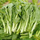 'Tender Sprout No.3' Choy Sum Seeds, 10g