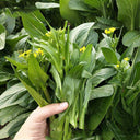 Green Tender Sweet Choy Sum Seeds, 20g