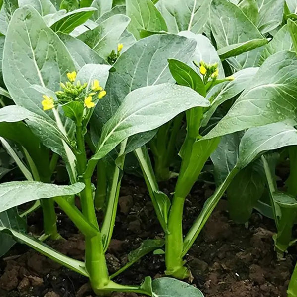 Green Tender Sweet Choy Sum Seeds, 20g