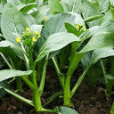 Green Tender Sweet Choy Sum Seeds, 20g