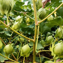 Baimian No.1 Cotton, 50 Seeds