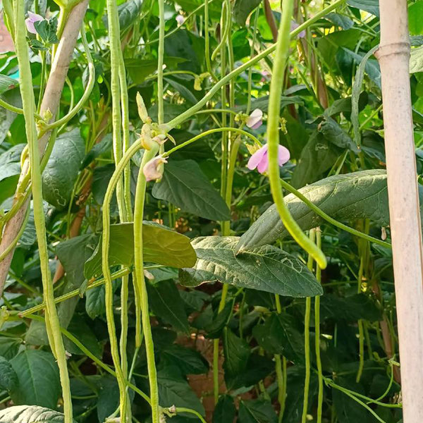 Qingcui No.2 Cowpea Seeds, 200g