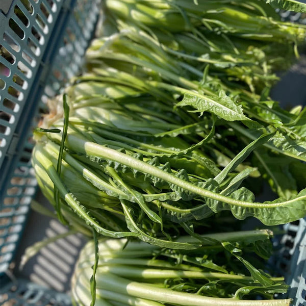 Puntarelle Chicory, 50 Seeds