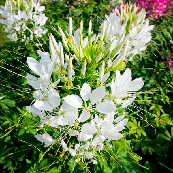 White Spider Flower Seeds, 200 Seeds