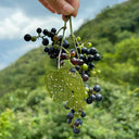 Mountain Grape, 50 Seeds