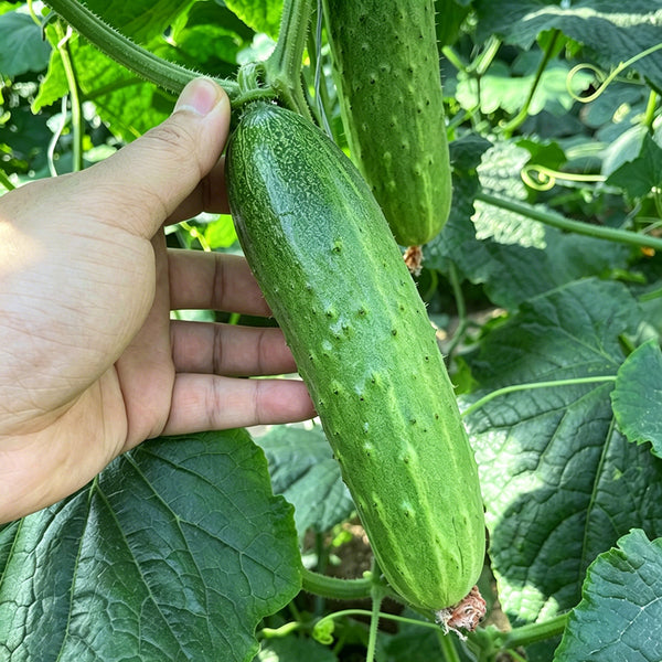 Trellis-Crushing Snack Cucumber Seeds, 1g