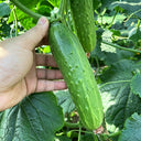 Trellis-Crushing Snack Cucumber Seeds, 1g