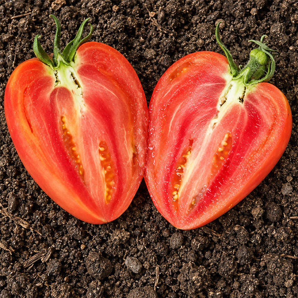 513 HeShPoLe Tomato, 5 Seeds