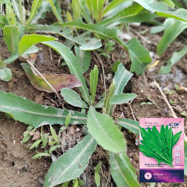 Jiliqingfeng Wild Qumai Chicory Seeds, 2g