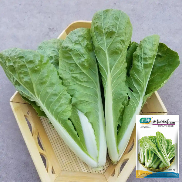 White-Stemmed Bok Choy Seeds, 10g