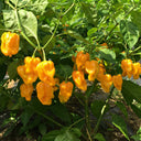 Hainan Yellow Lantern Pepper, 20 Seeds