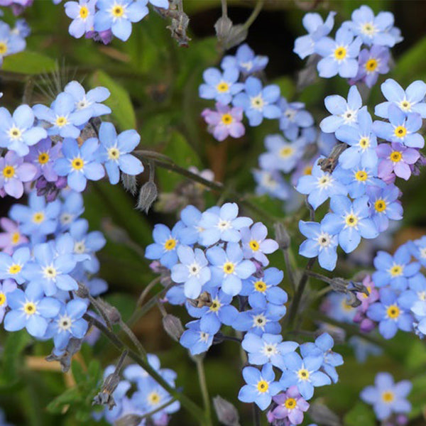 Blue Alpine Forget-Me-Not, 200 Seeds