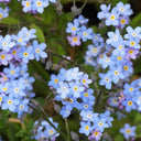 Blue Alpine Forget-Me-Not, 200 Seeds