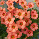 Oxalis obtusa Series Bulb - 'Sp. Charm Orange', 10 Bulbs