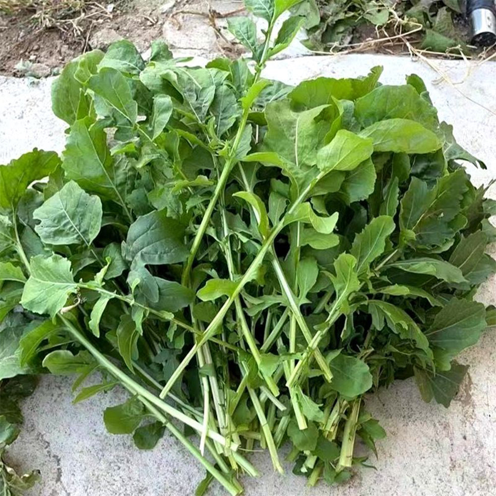 Organic Large-Leaf Arugula Seeds