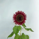 HEL25 Sunflower, 100 Seeds