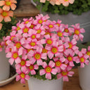 Oxalis obtusa Series Bulb - 'Nebula', 10 Bulbs