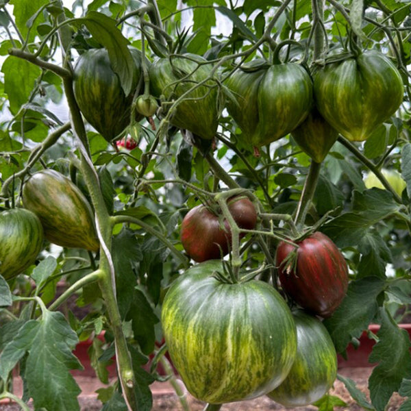 814 Purple Beauty Tomato, 5 Seeds