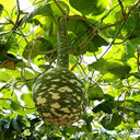Swan Gourd, 15 Seeds