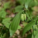 Huangjing Seeds, 100 Seeds