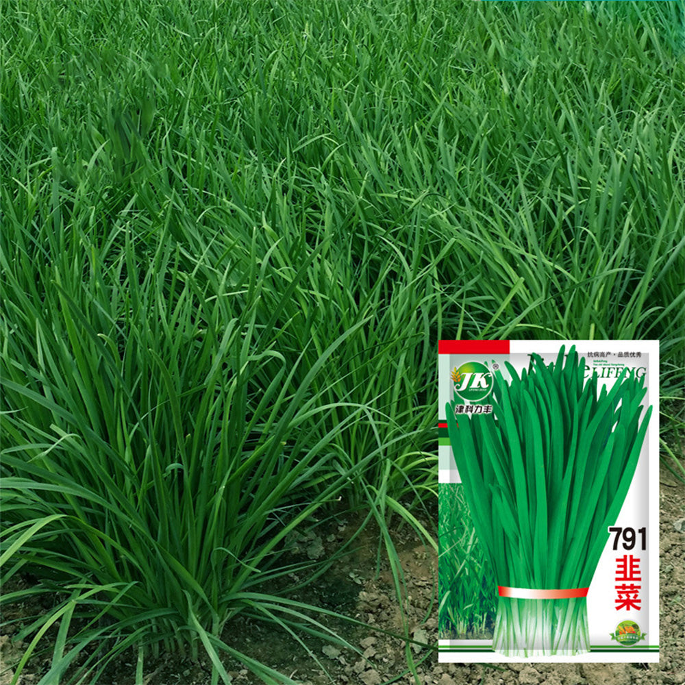 791 Series Chinese Chives Seeds, 5 × 5g Bags