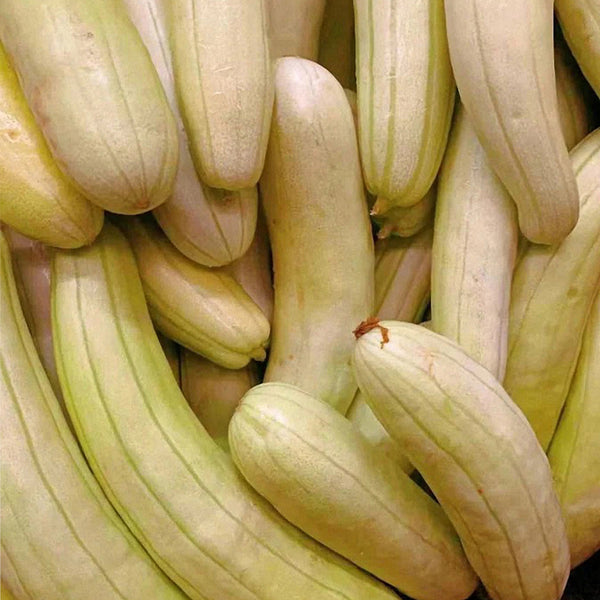 Ketian Brand White-Veined White Melon Seeds, 10g