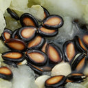 Large-seeded Watermelon Seeds,  20g