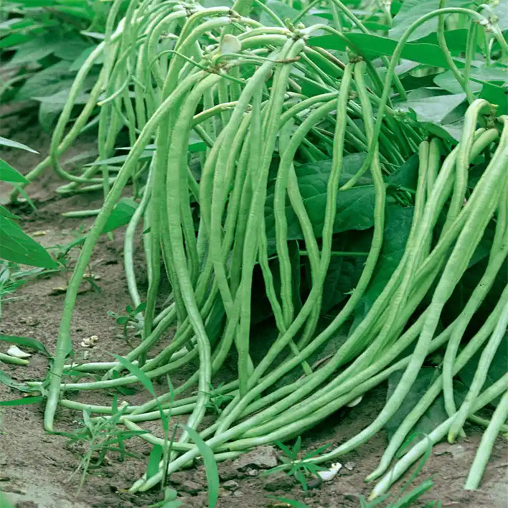 Jingyan® Yardlong Beans Seeds (No Trellis Required)