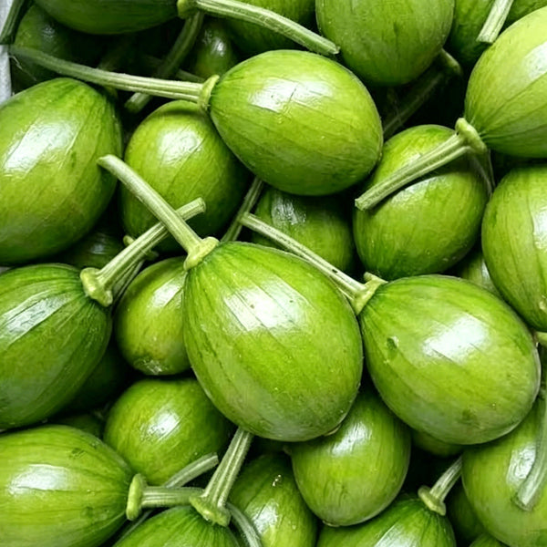 Mini Elf Pumpkin, 10 Seeds