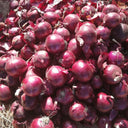 Imperial Ruby' Red Onion Seeds, 5g