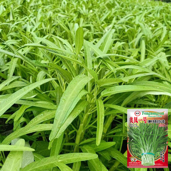 Meifeng No.1 Water Spinach Seeds, 20g