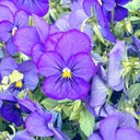 Hezhichun Pansy 'Azure Skies', 30 Seeds