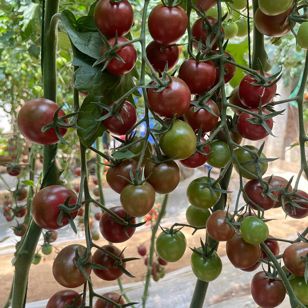Dream Purple Cherry Tomato, 100 Seeds