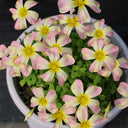 Oxalis obtusa Series Bulb - 'Butterfly', 1 Bulb