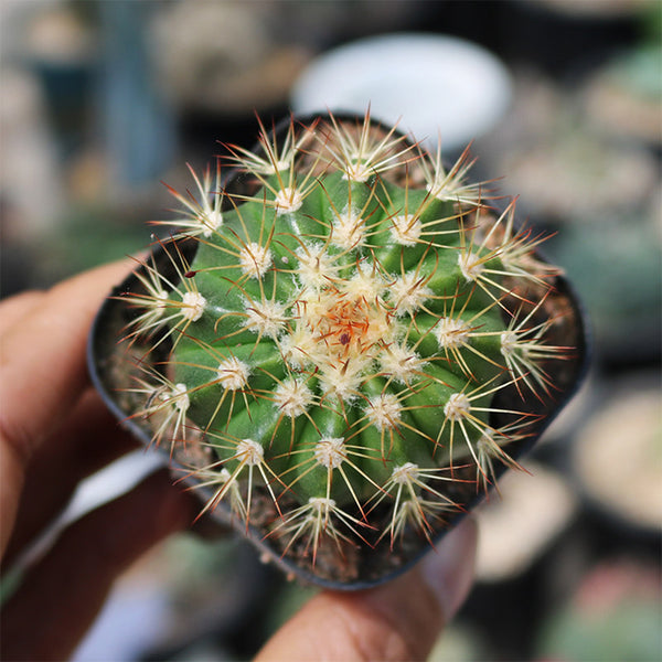 Melocactus broadwayi, 3-4cm