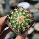 Melocactus broadwayi, 3-4cm