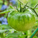 Krim Tomato, 10 Seeds