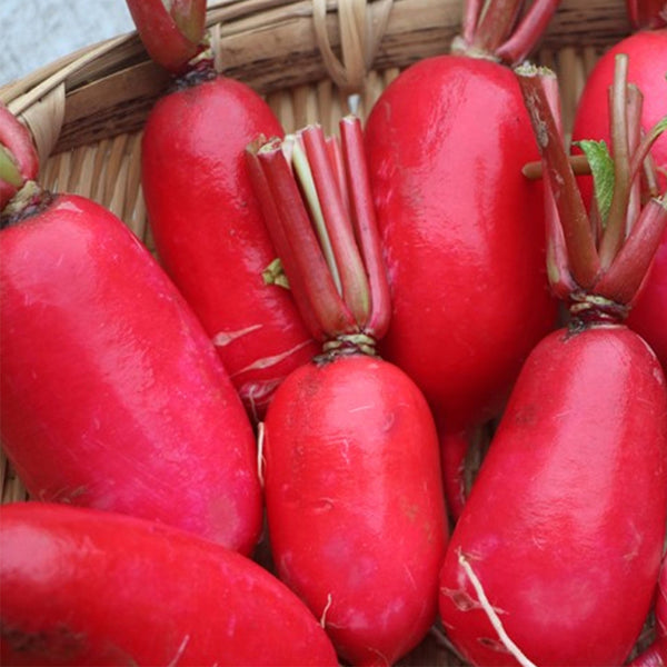 'Guanhong No.3' Radish Seeds, 20g
