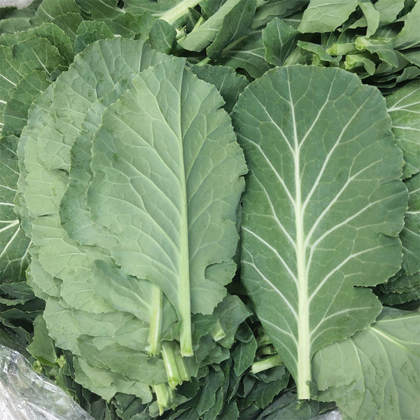 Yuanfeng Leaf Cabbage Hybrid, 100 Seeds