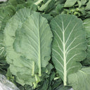 Yuanfeng Leaf Cabbage Hybrid, 100 Seeds