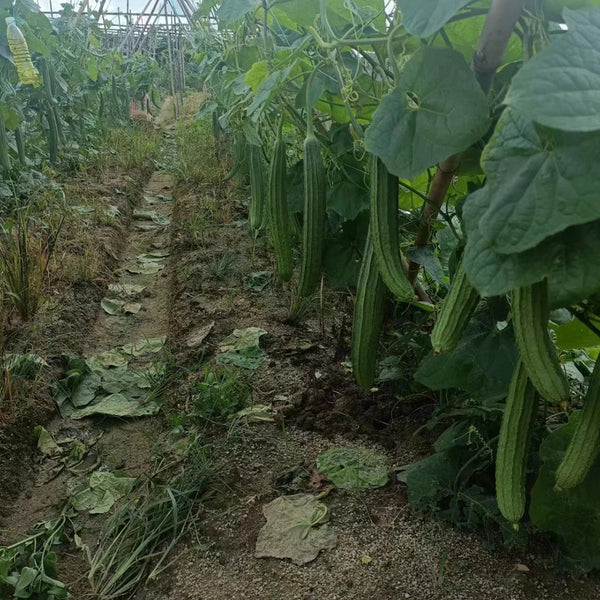Jiemei Yaxiu No. 2 Luffa, 20 Seeds