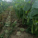 Jiemei Yaxiu No. 2 Luffa, 20 Seeds